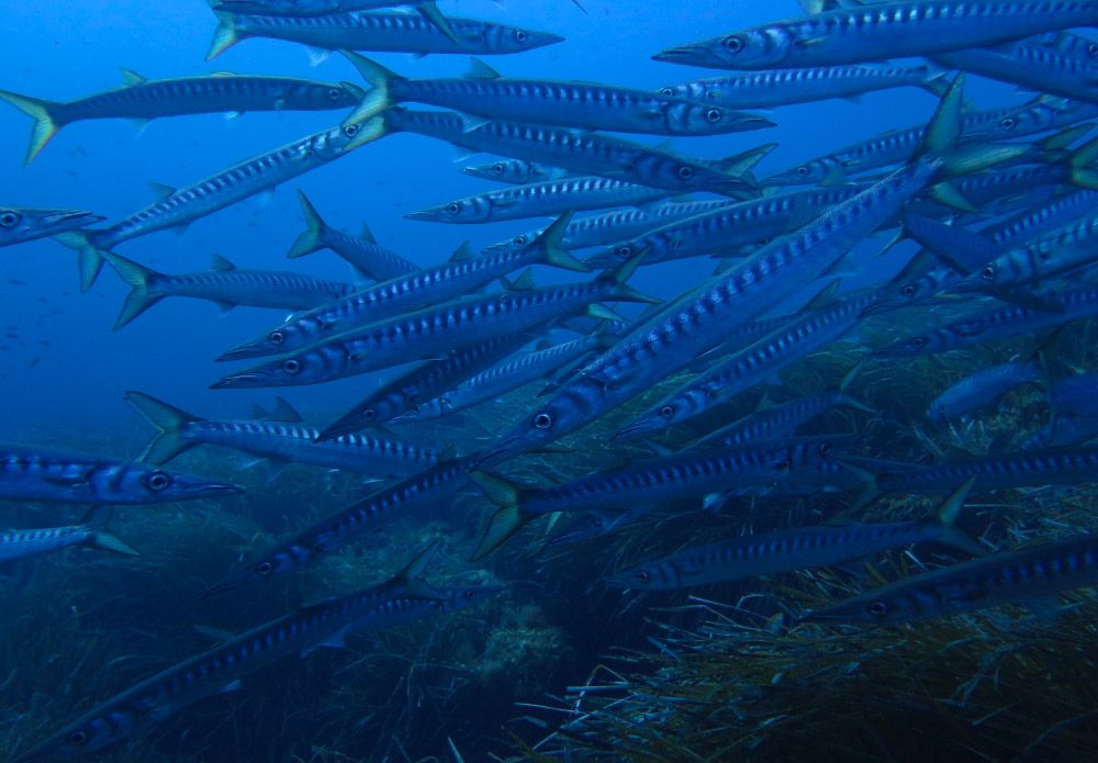 Foto di Massimo Bertassello